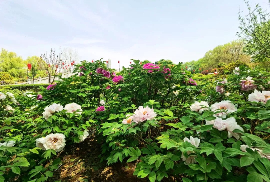 Comienza el 42o Festival Cultural de las Peonías de Luoyang