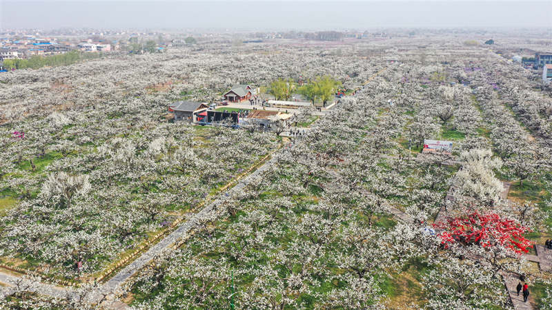 Las perales en flor embellecen la ciudad de Dangshan en Anhui