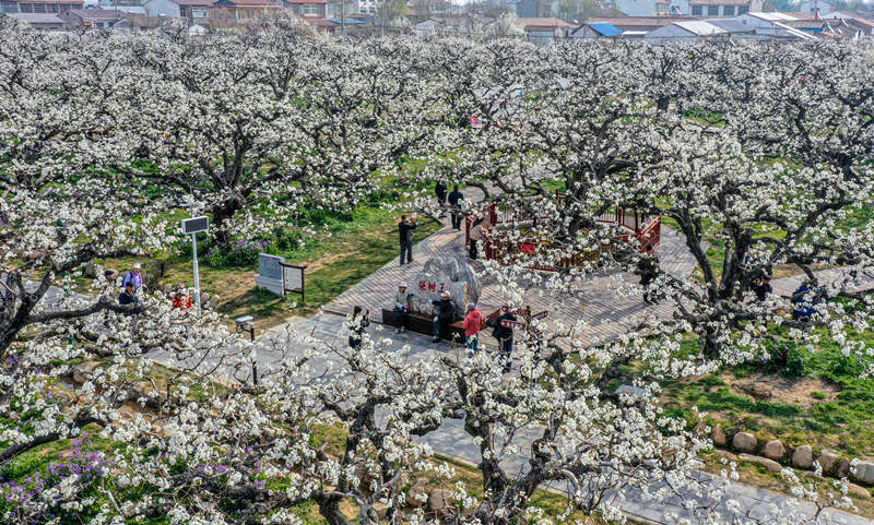 Las perales en flor embellecen la ciudad de Dangshan en Anhui