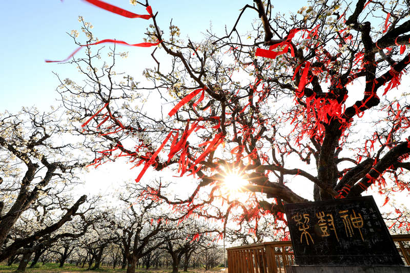 Las perales en flor embellecen la ciudad de Dangshan en Anhui