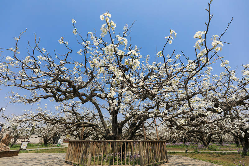 Las perales en flor embellecen la ciudad de Dangshan en Anhui