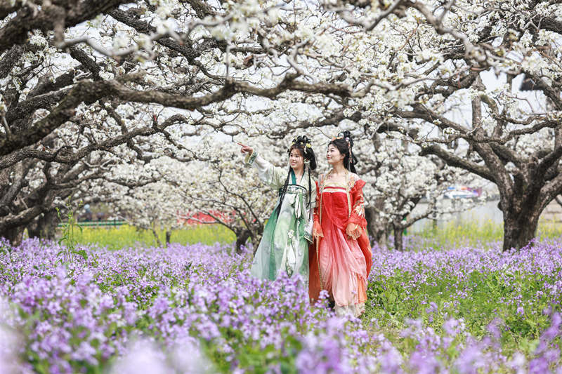 Las perales en flor embellecen la ciudad de Dangshan en Anhui