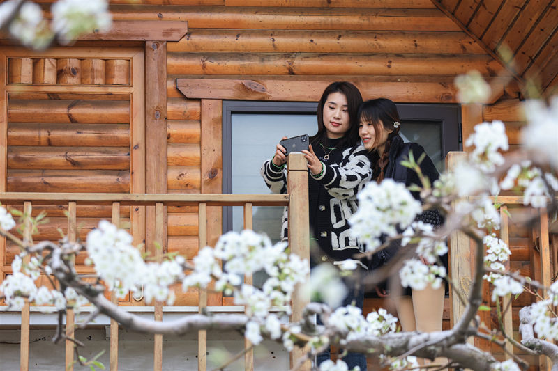 Las perales en flor embellecen la ciudad de Dangshan en Anhui