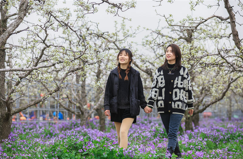 Las perales en flor embellecen la ciudad de Dangshan en Anhui