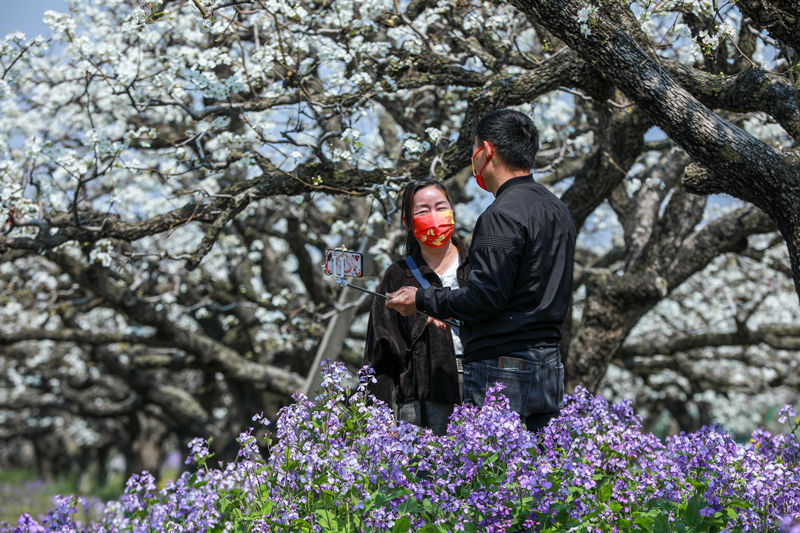 Las perales en flor embellecen la ciudad de Dangshan en Anhui