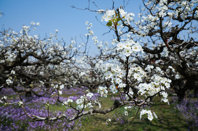 Las perales en flor embellecen la ciudad de Dangshan en Anhui