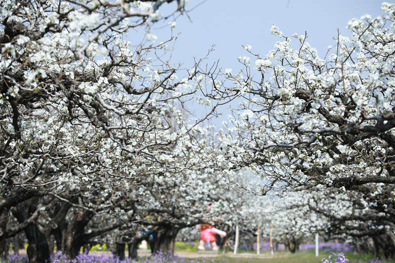 Las perales en flor embellecen la ciudad de Dangshan en Anhui