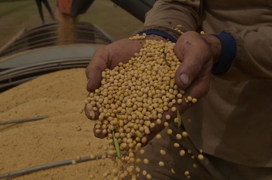 Un agricultor sostiene frijoles de soja entre sus manos en una granja, en el municipio de Luís Eduardo Magalhaes, en el estado de Bahía, Brasil, el 1 de abril de 2024. (Xinhua/Lucio Tavora) 