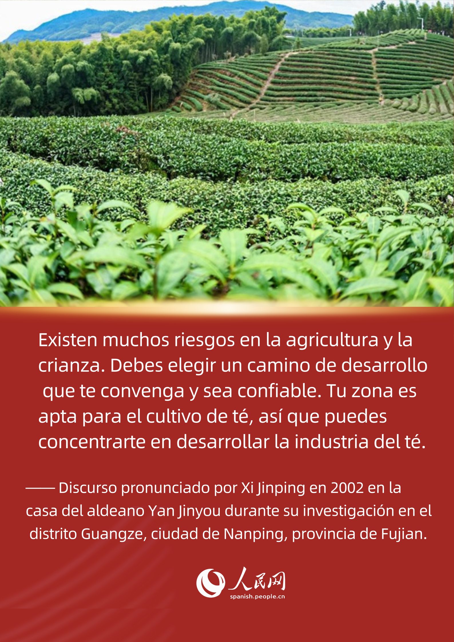 La historia de Xi Jinping y el té de Fujian