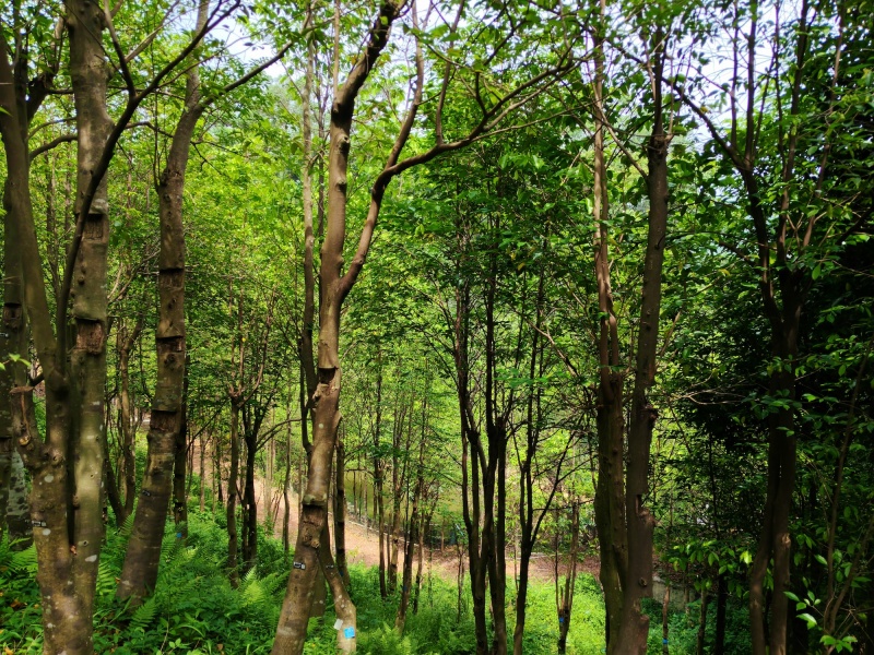 El milenario incienso resurge innovador en el sur de China