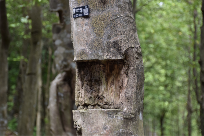 El milenario incienso resurge innovador en el sur de China