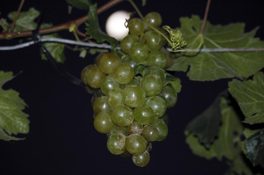 Imagen del 13 de abril de 2019 de un racimo de uva Italia en el distrito de Paracas, provincia de Pisco, departamento de Ica, Perú. (Xinhua/Luis Camacho)