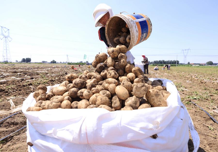 Agricultores cosechan patatas en un campo en la aldea Dalingzi, del distrito de Fengnan, en la provincia norte?a china de Hebei, el 9 de julio de 2025. (Xinhua/Yang Shiyao)