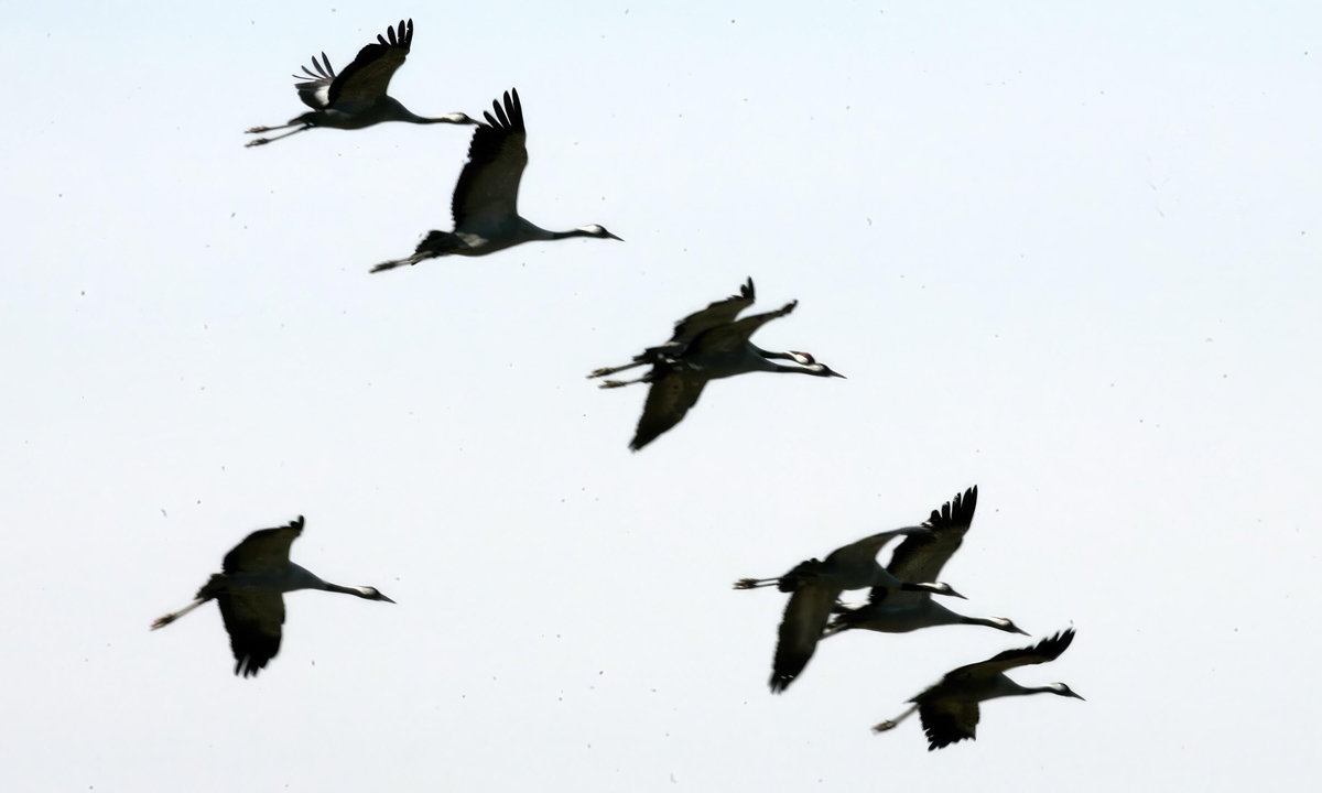 La aduana china prohíbe la importación de aves de corral procedentes de Espa?a por la gripe aviar
