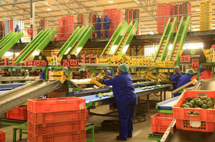 Los aguacates son testigos de la historia de cooperación entre China y Sudáfrica