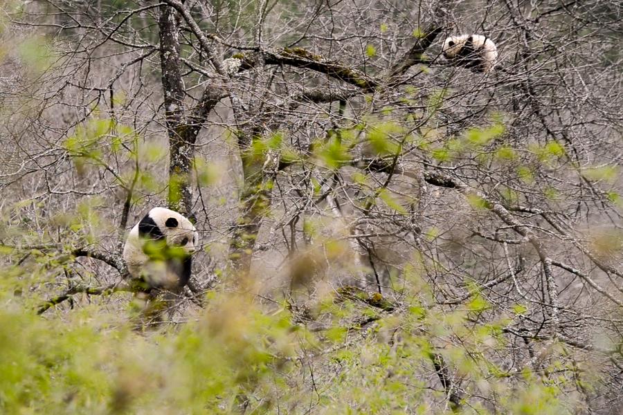 Imagen de una panda gigante salvaje y su cría en el Parque Nacional del Panda Gigante, en la provincia suroccidental china de Sichuan en abril de 2024. (Xinhua)