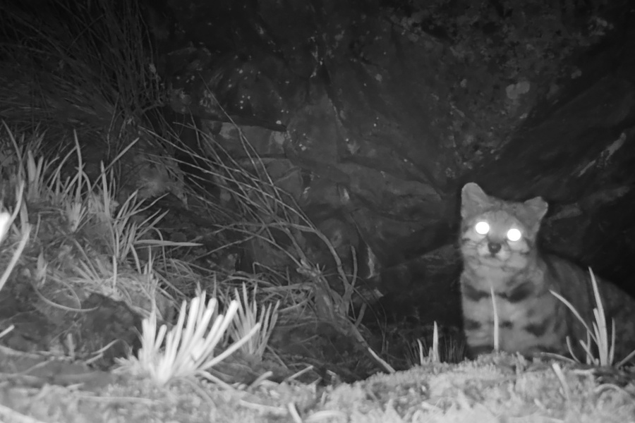 Imágenes: Valiosa flora y fauna silvestre monitoreada?en área de conservación San Antonio– Sierra Nevada?en Perú
