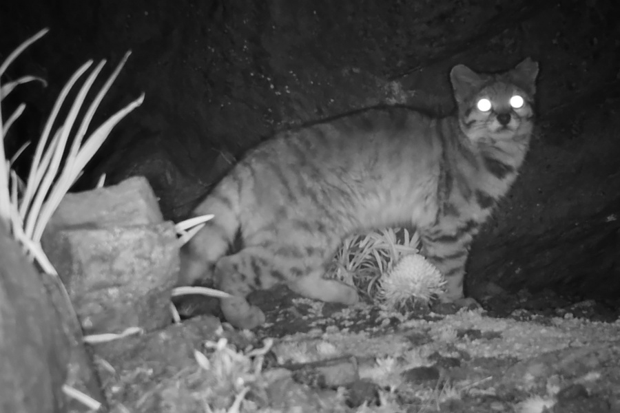 Imágenes: Valiosa flora y fauna silvestre monitoreada?en área de conservación San Antonio– Sierra Nevada?en Perú