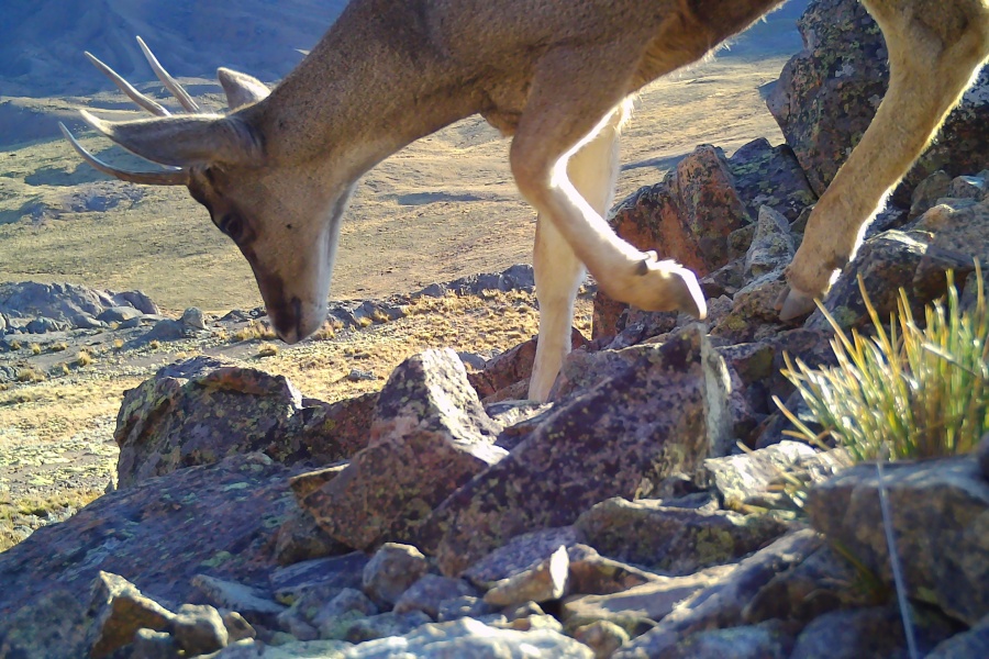 Imágenes: Valiosa flora y fauna silvestre monitoreada?en área de conservación San Antonio– Sierra Nevada?en Perú