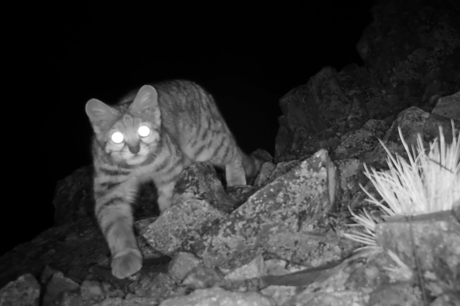 Imágenes: Valiosa flora y fauna silvestre monitoreada?en área de conservación San Antonio– Sierra Nevada?en Perú