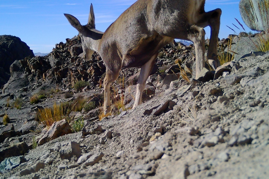 Imágenes: Valiosa flora y fauna silvestre monitoreada?en área de conservación San Antonio– Sierra Nevada?en Perú