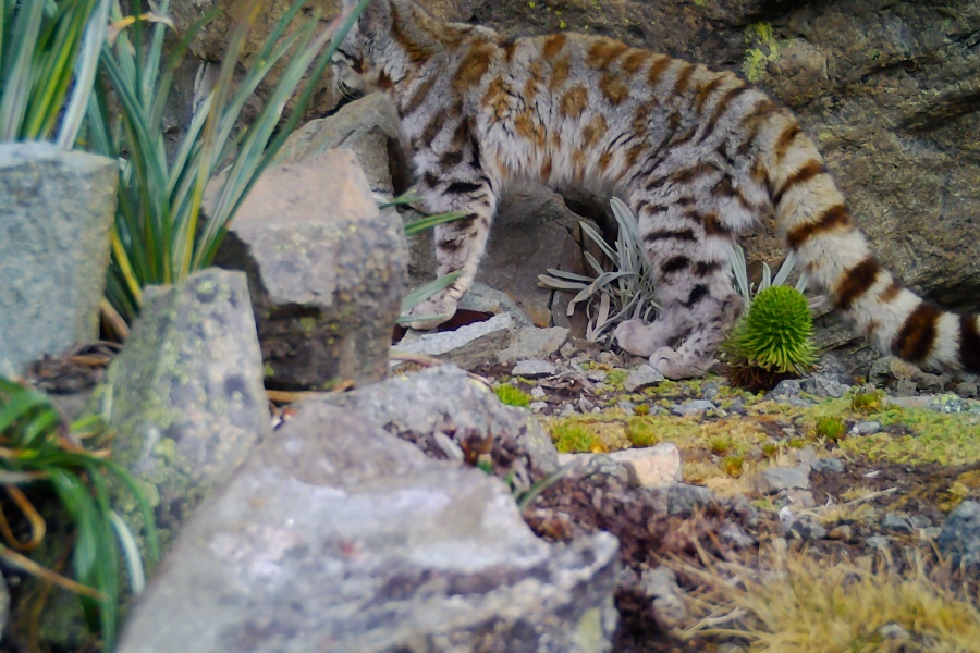 Imágenes: Valiosa flora y fauna silvestre monitoreada?en área de conservación San Antonio– Sierra Nevada?en Perú