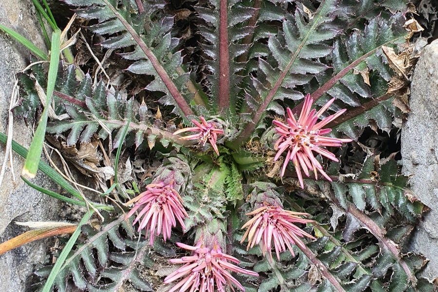 Imágenes: Valiosa flora y fauna silvestre monitoreada?en área de conservación San Antonio– Sierra Nevada?en Perú