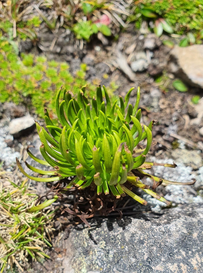 Imágenes: Valiosa flora y fauna silvestre monitoreada?en área de conservación San Antonio– Sierra Nevada?en Perú