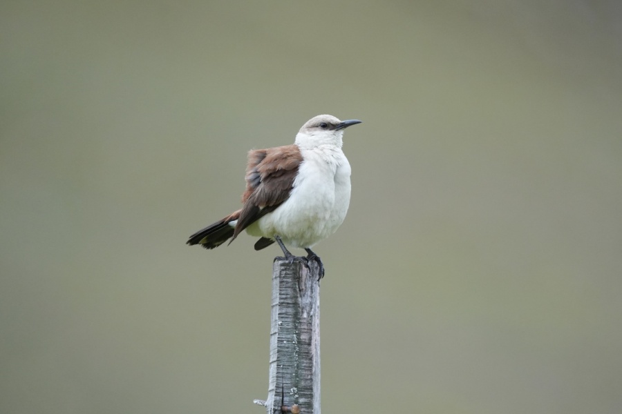 Imágenes: Valiosa flora y fauna silvestre monitoreada?en área de conservación San Antonio– Sierra Nevada?en Perú