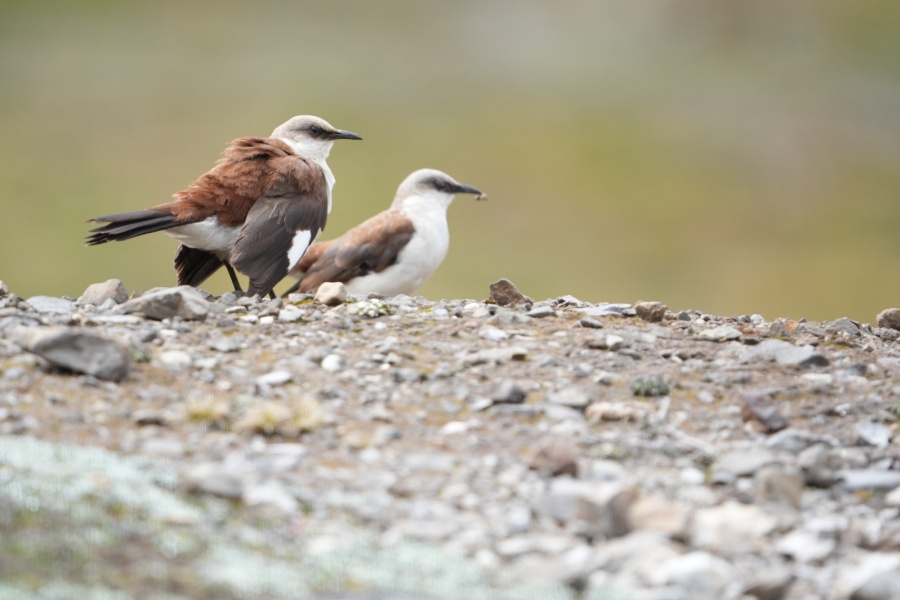 Imágenes: Valiosa flora y fauna silvestre monitoreada?en área de conservación San Antonio– Sierra Nevada?en Perú