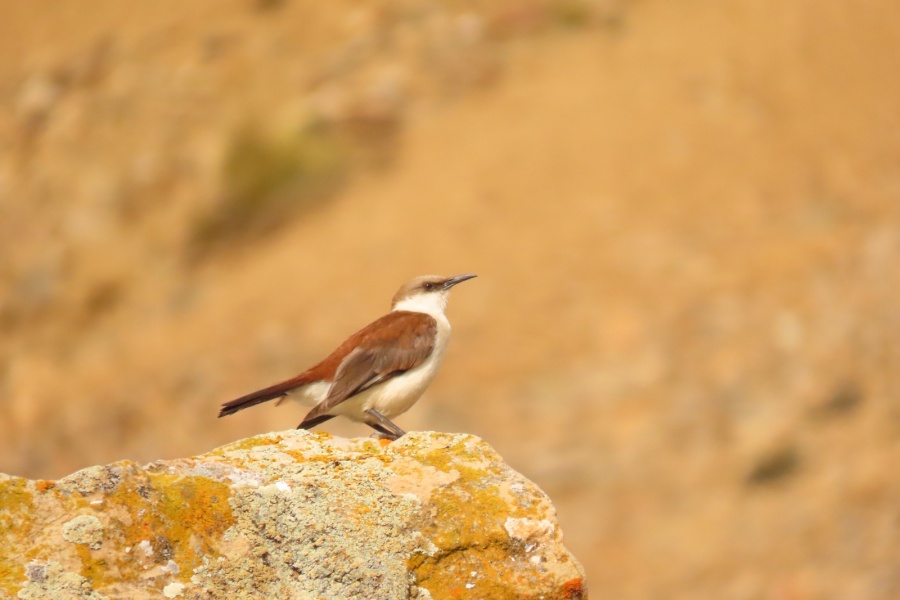 Imágenes: Valiosa flora y fauna silvestre monitoreada?en área de conservación San Antonio– Sierra Nevada?en Perú