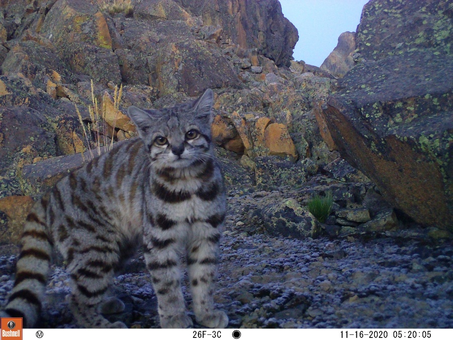 Imágenes: Valiosa flora y fauna silvestre monitoreada?en área de conservación San Antonio– Sierra Nevada?en Perú