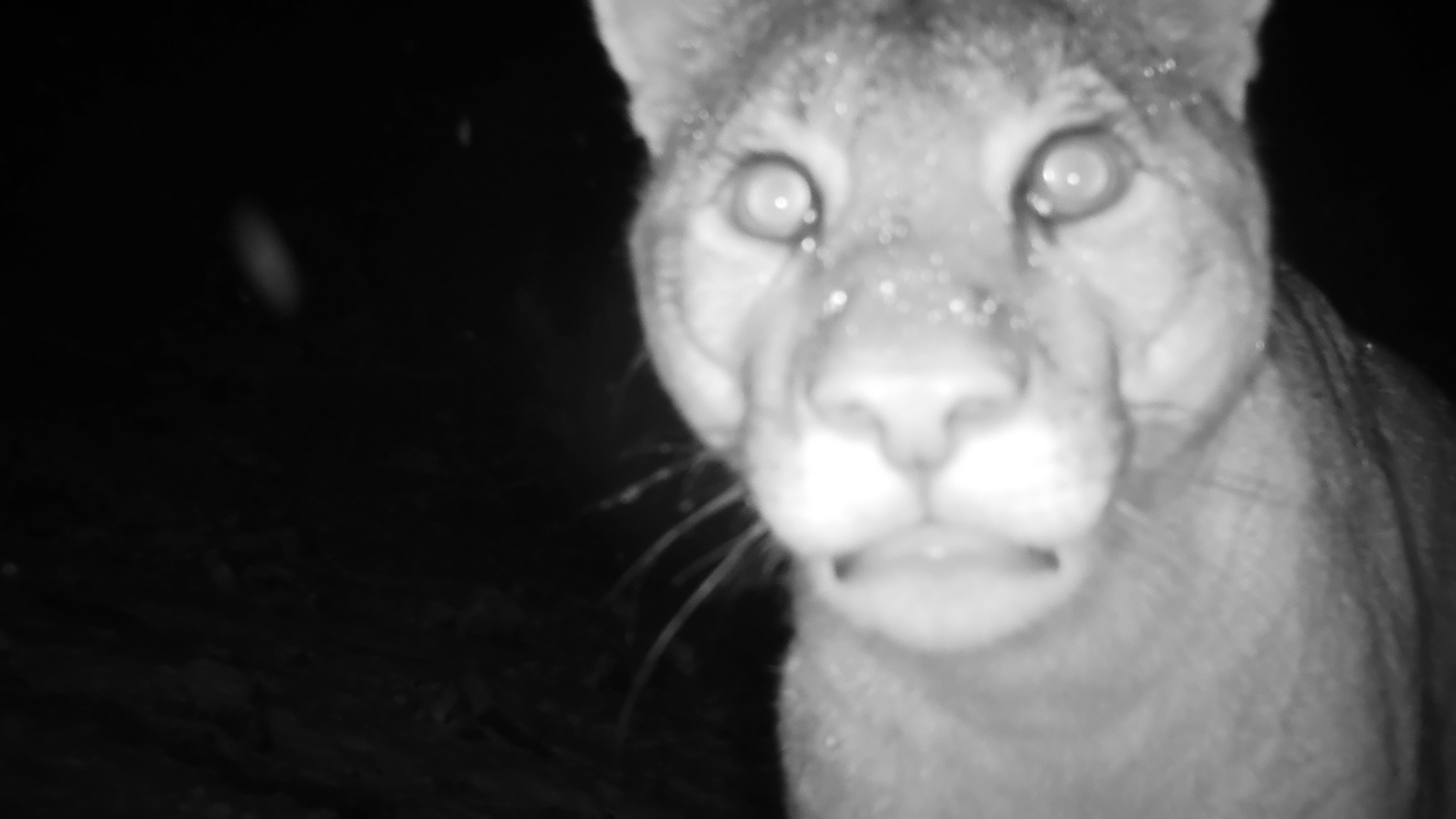 Imágenes: Valiosa flora y fauna silvestre monitoreada?en área de conservación San Antonio– Sierra Nevada?en Perú