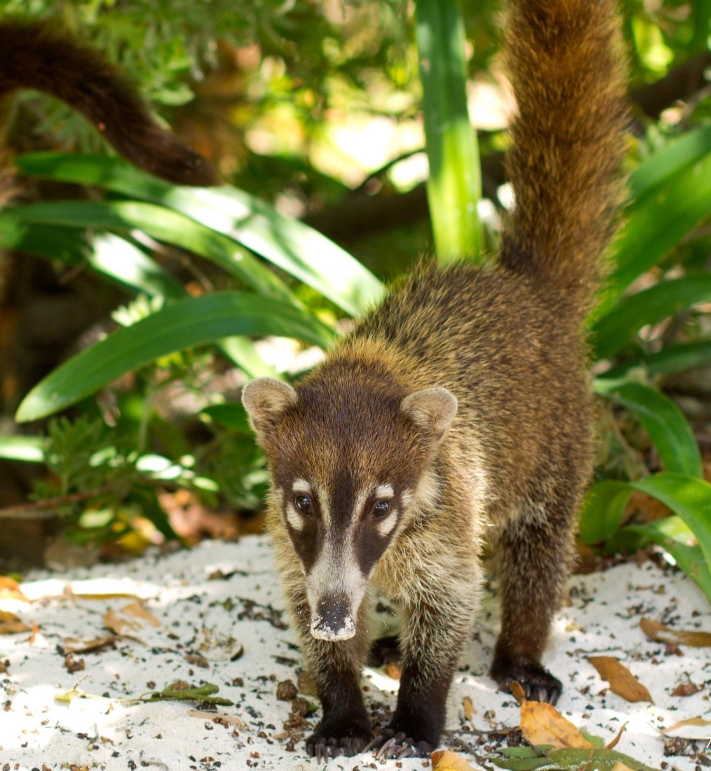 Imágenes: Reserva Estatal de Dzilam, una joya ecológica de México