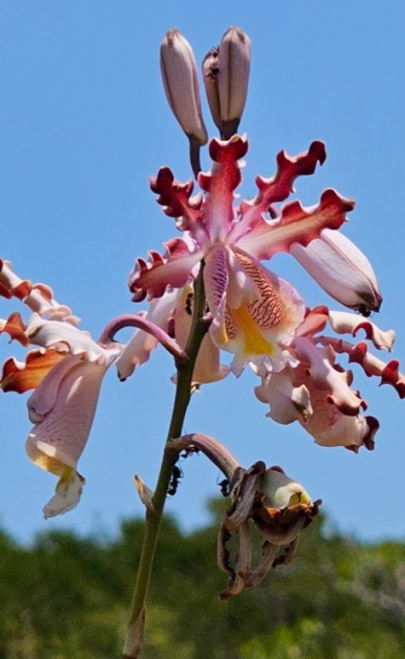 Imágenes: Reserva Estatal de Dzilam, una joya ecológica de México