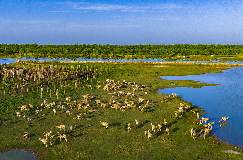 Una manada de ciervos milú salvajes se persigue y juega alegremente en la Reserva Natural Nacional del Milú en Dafeng, en la provincia de Jiangsu, el 21 de septiembre de 2025. Foto: VCG