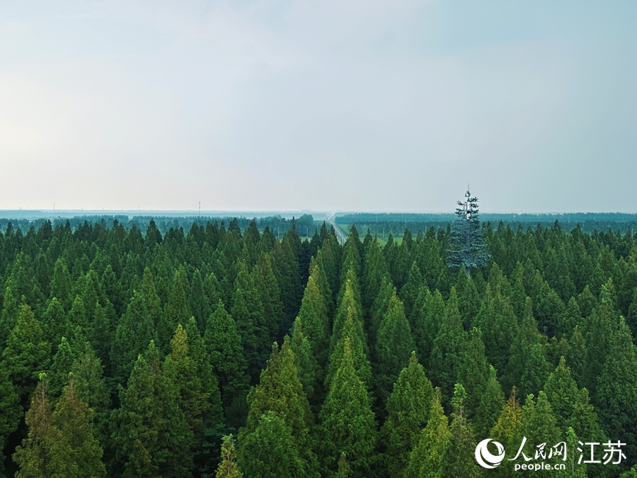 Se inaugura el Foro Costero Mundial 2025 en Yancheng, Jiangsu