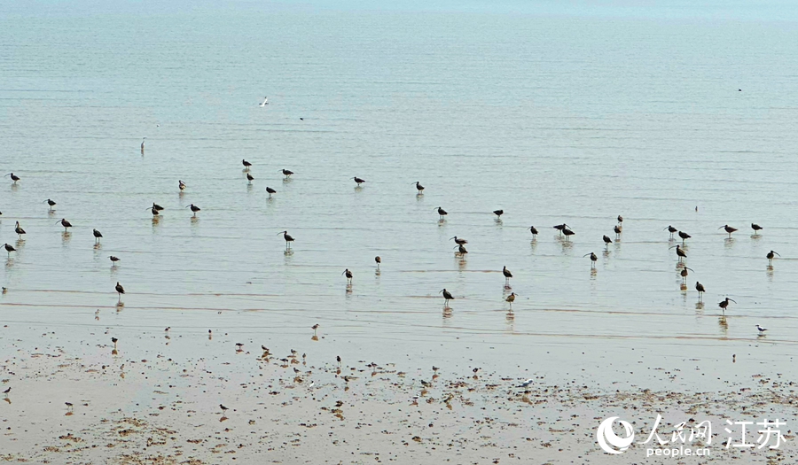 Se inaugura el Foro Costero Mundial 2025 en Yancheng, Jiangsu