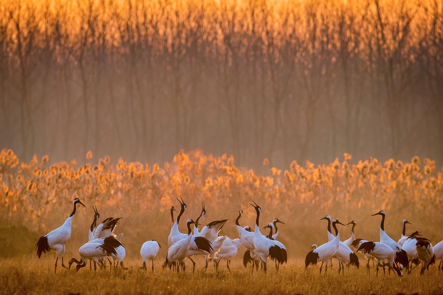 Se inaugura el Foro Costero Mundial 2025 en Yancheng, Jiangsu