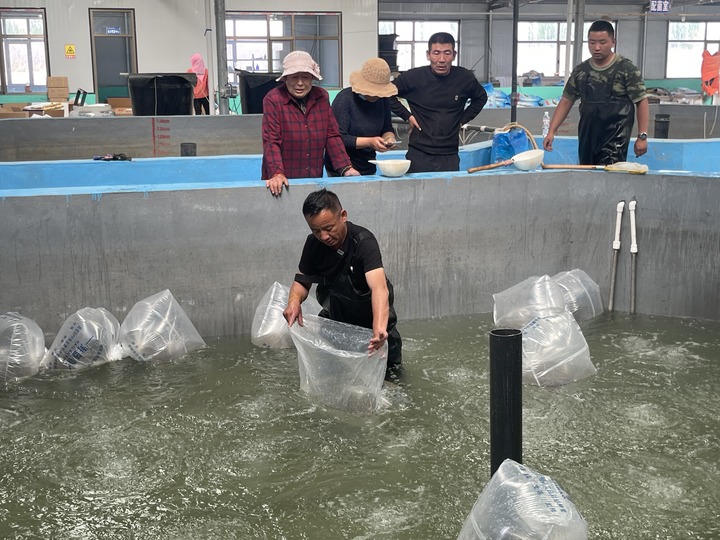 Esta foto de archivo muestra a una persona liberando camarones originarios de Sudamérica en la Corporación de Desarrollo de Tecnología Agrícola Jingtai Jincheng, en el distrito de Jingtai de la ciudad de Baiyin, provincia noroccidental china de Gansu. (Xinhua/Cheng Nan)