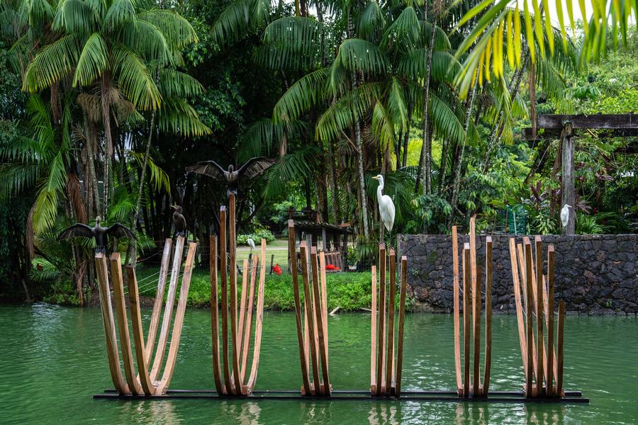 Imagen del 13 de noviembre de 2025 de aves posadas sobre instalaciones de madera en un lago en un parque ecológico, en Belém, Brasil. (Xinhua/Wang Tiancong)