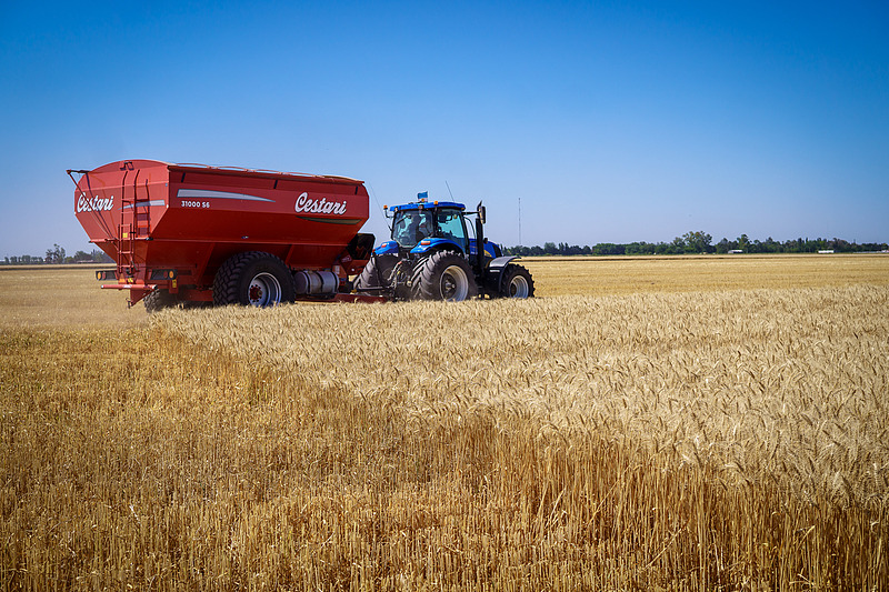La cosecha de trigo está en marcha en Firmat, Santa Fe, Argentina, 26 de noviembre del 2025. (Foto: VCG)